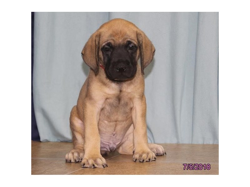 English Mastiff