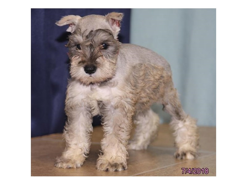 Miniature Schnauzer