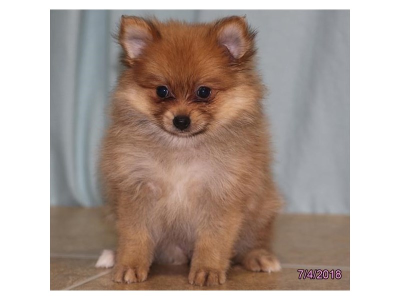 Pomeranian