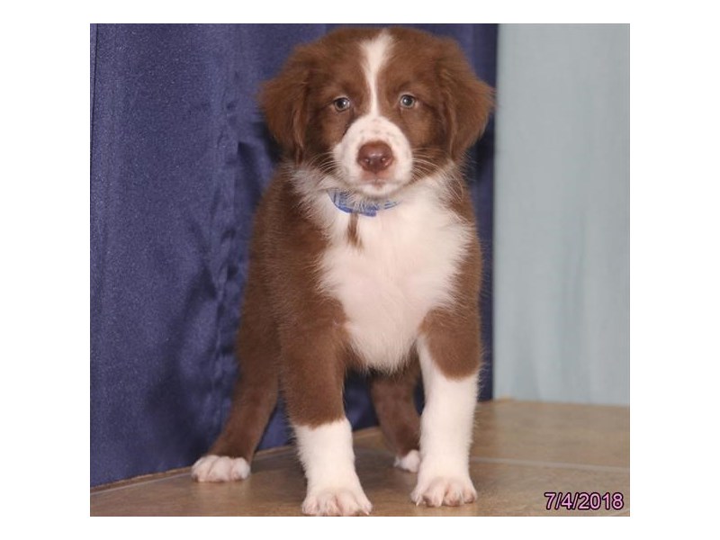 Australian Shepherd