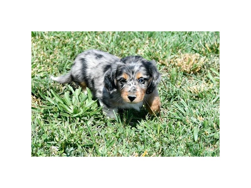 Dachshund