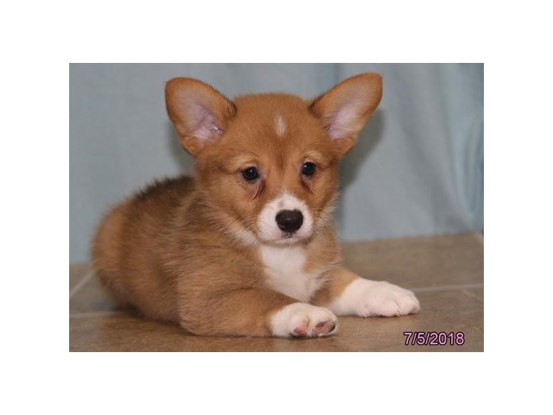 Pembroke Welsh Corgi