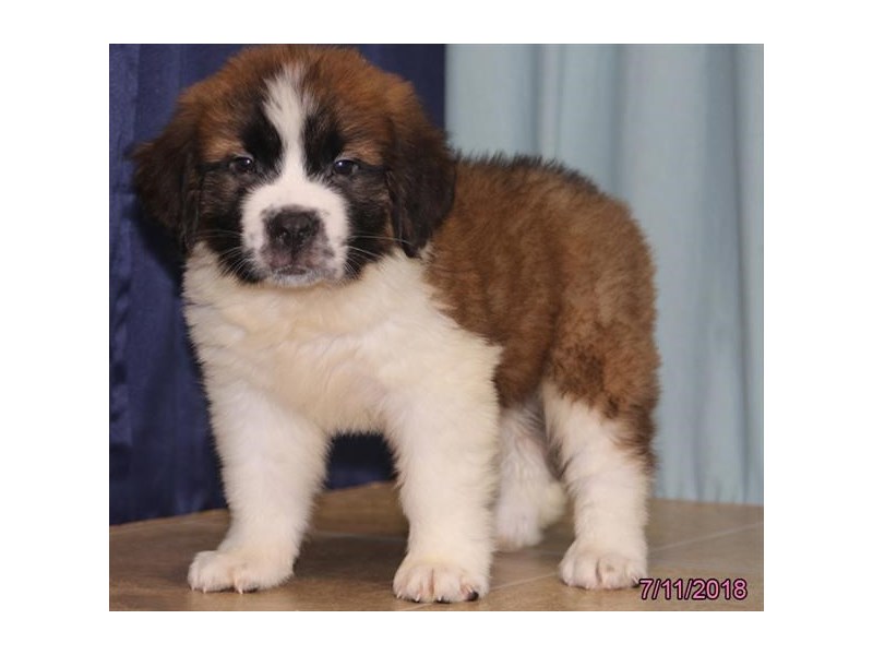 Saint BernardDOGMaleBrown / White2129399Petland Carriage Place
