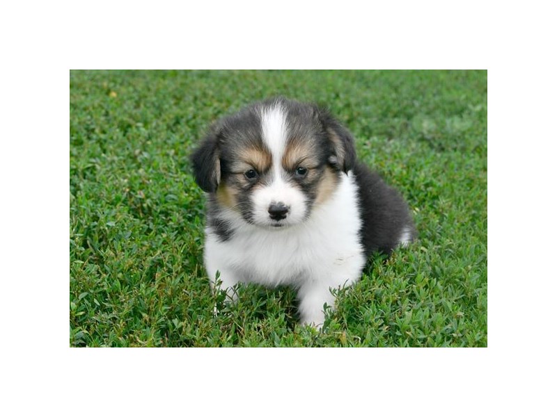 Pembroke Welsh Corgi