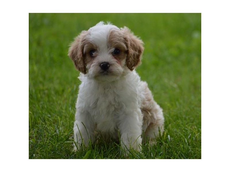 miniature poodle cross king charles cavalier