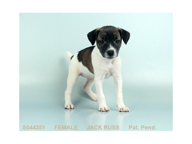 Jack Russell Terrier