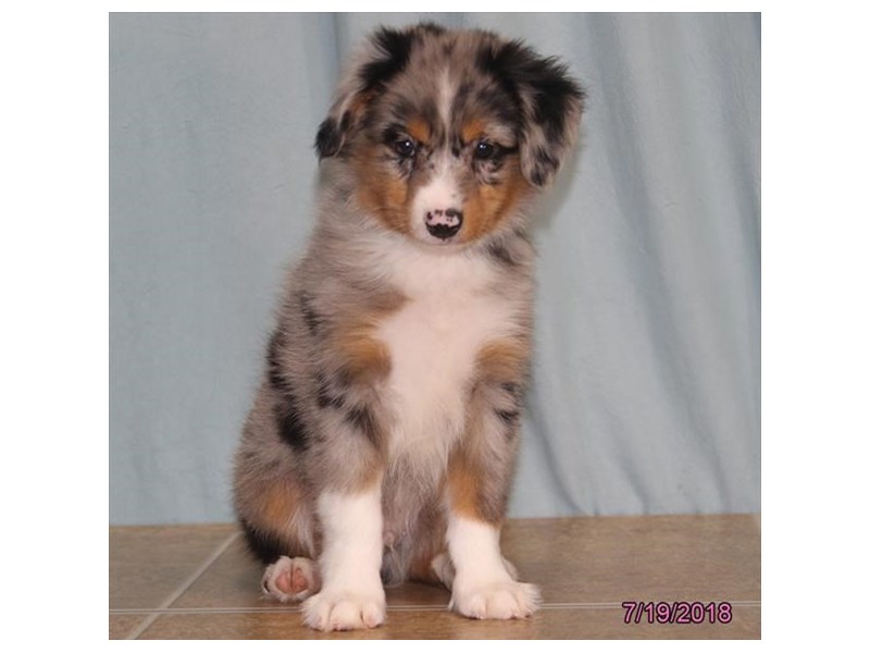 Miniature Australian Shepherd