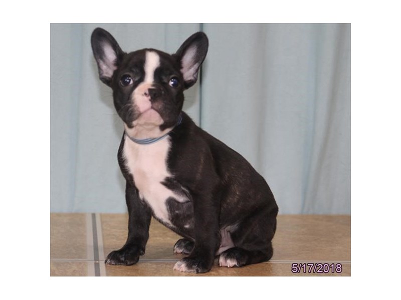 French Bulldog