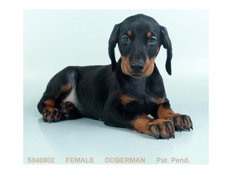doberman dog puppies for sale