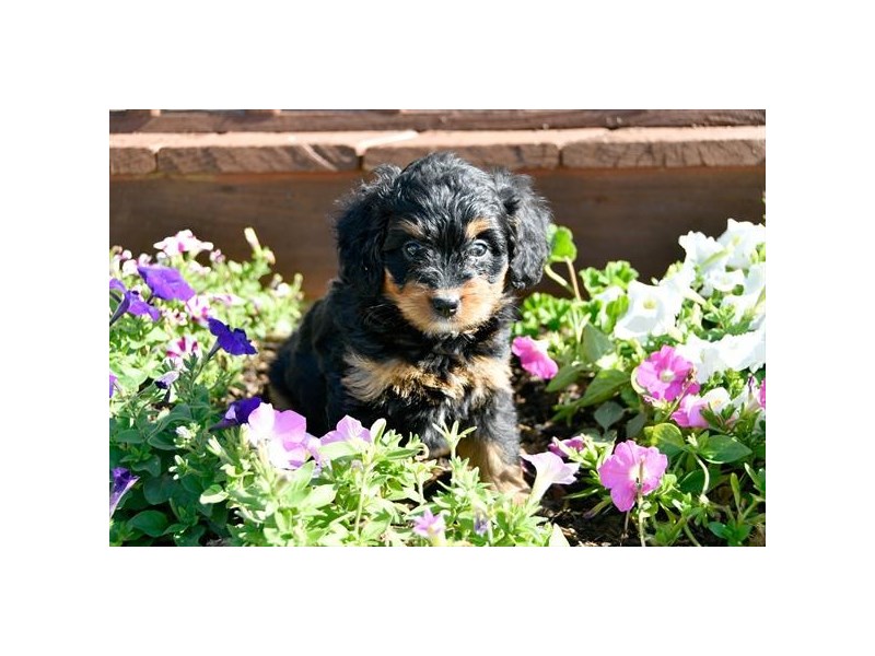 Bernese Mountain Dog/Poodle