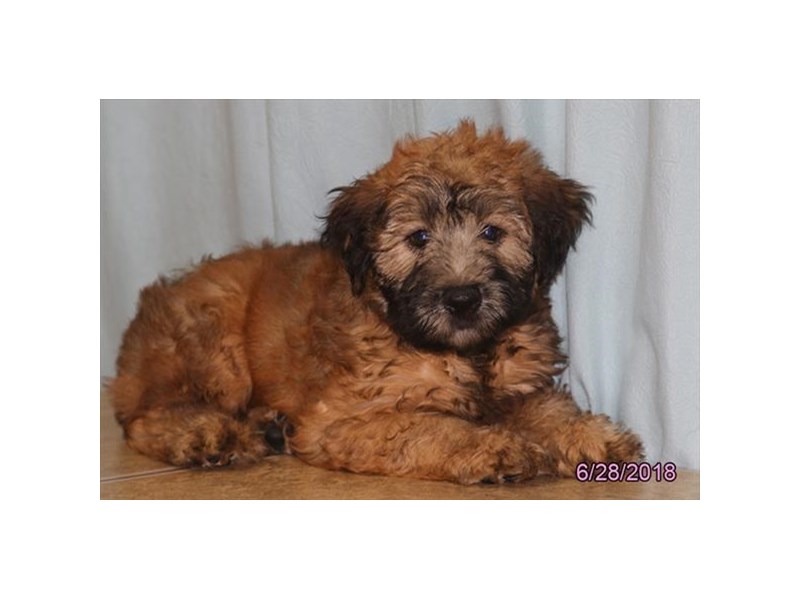 Soft Coated Wheaten Terrier