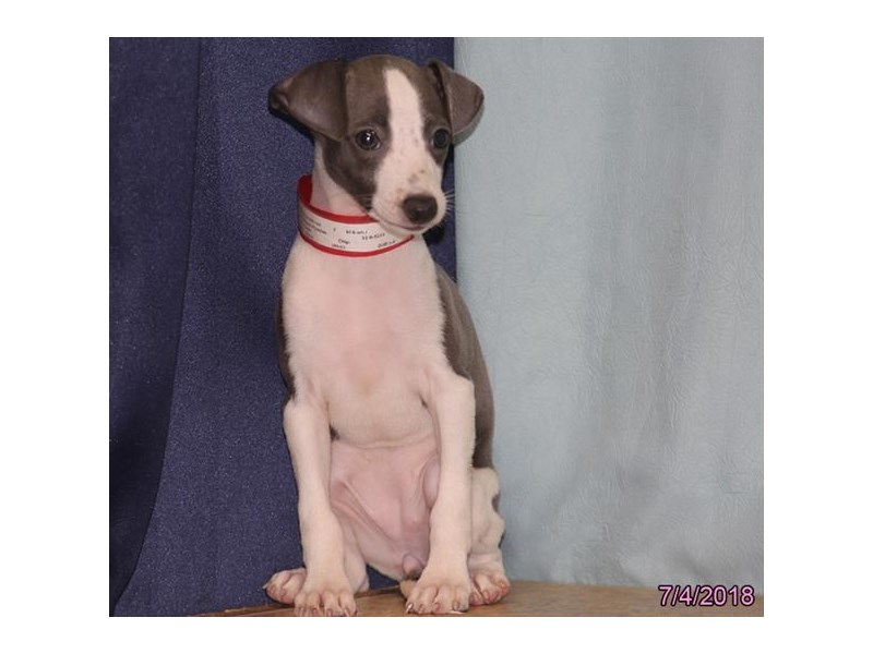Italian Greyhound