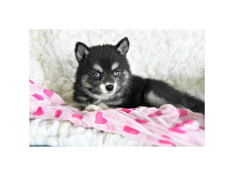 Pomsky