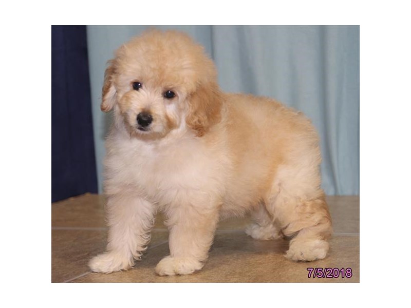 Goldendoodle Mini