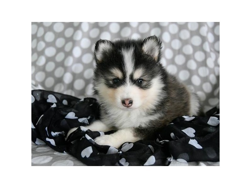 Pomsky 2nd Gen