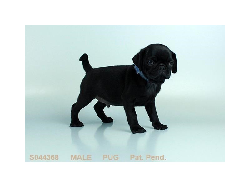 Pug