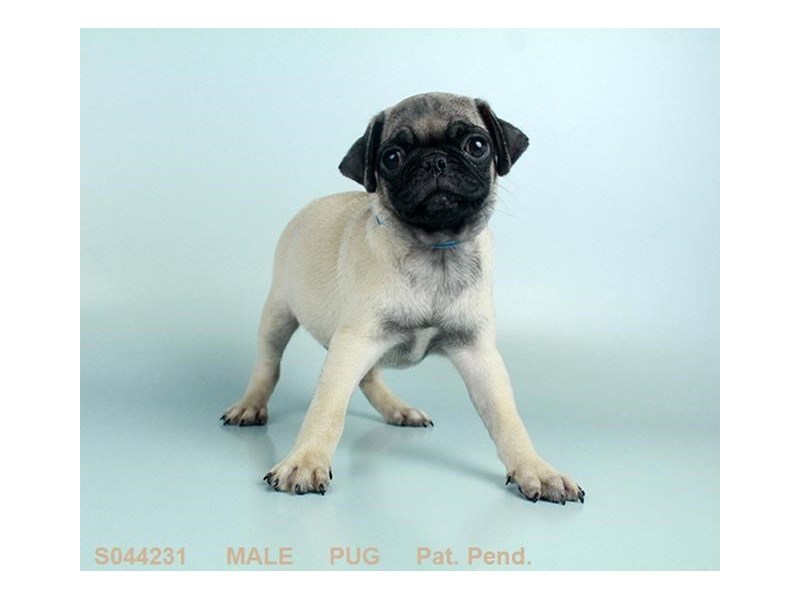Pug