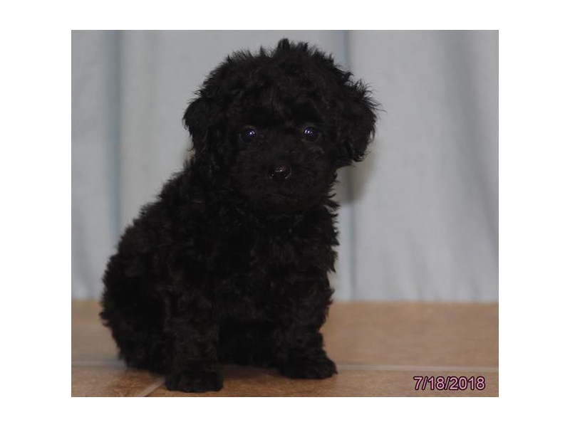 Poodle