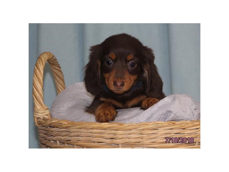 Dachshund