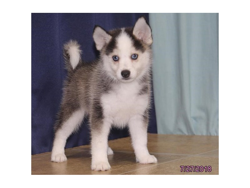 Pomsky