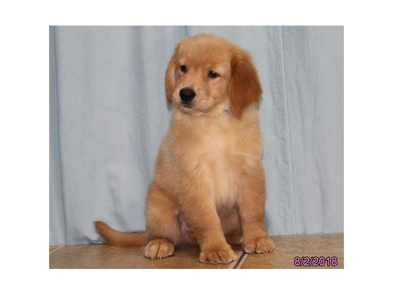 Golden Retriever