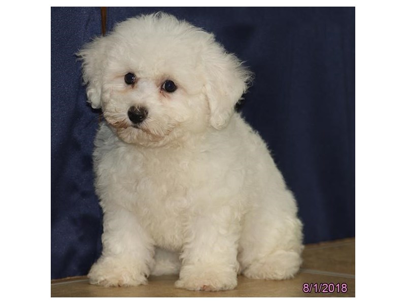 Bichon Frise