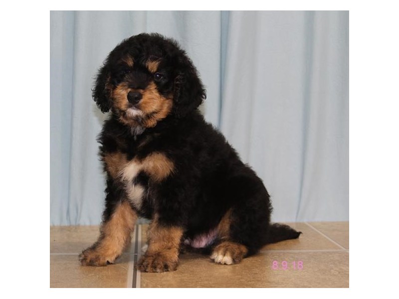 Bernadoodle