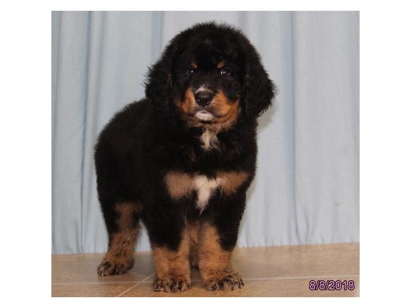 Bernadoodle