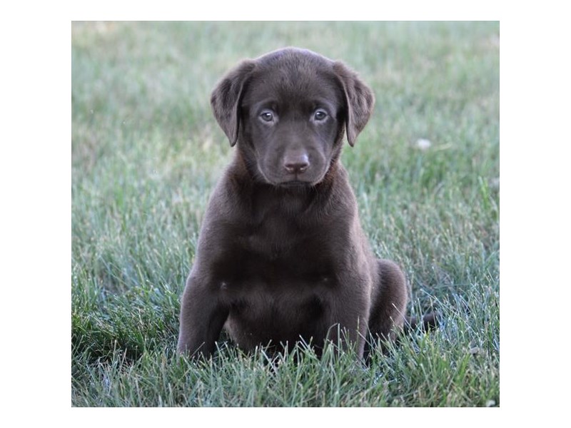 Labrador Retriever