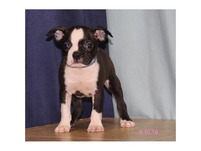 Boston Terrier