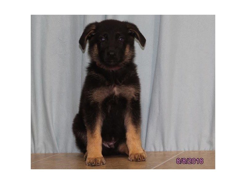 German Shepherd Dog