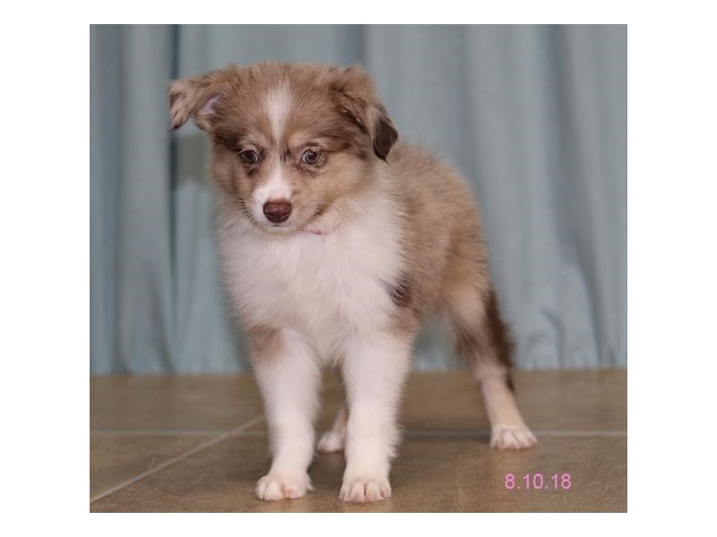 Miniature Australian Shepherd
