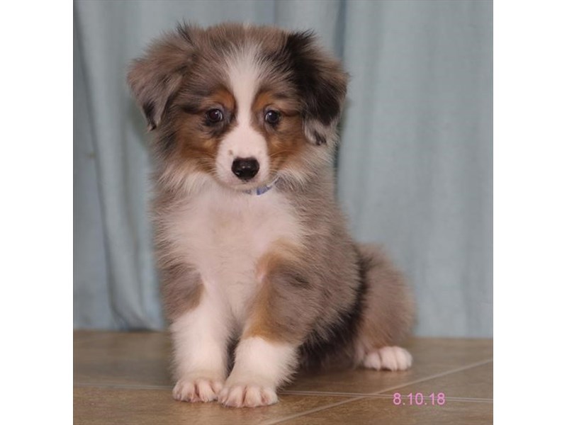 Miniature Australian Shepherd