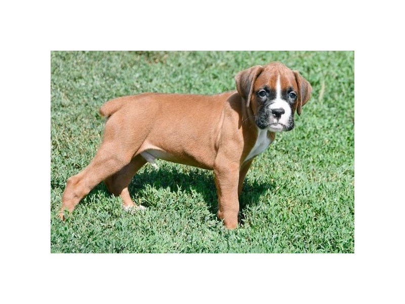 Boxer