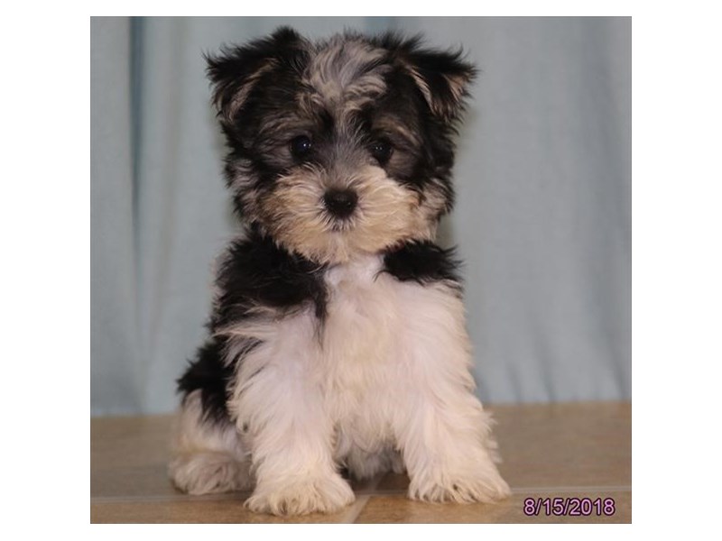 Morkie
