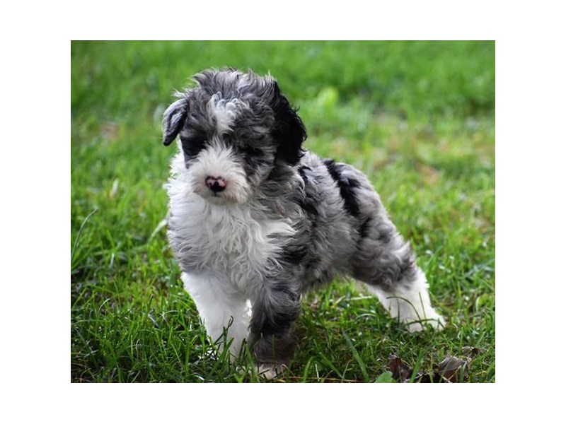 blue merle aussie poo