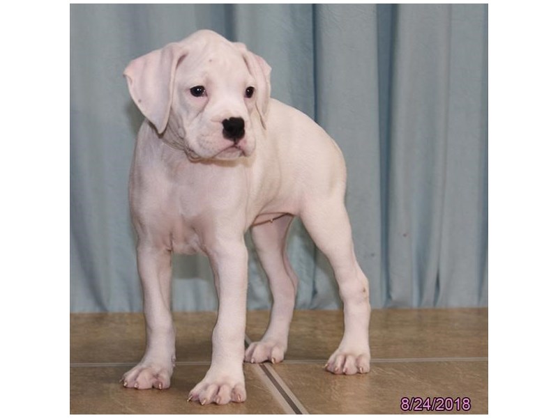 Boxer