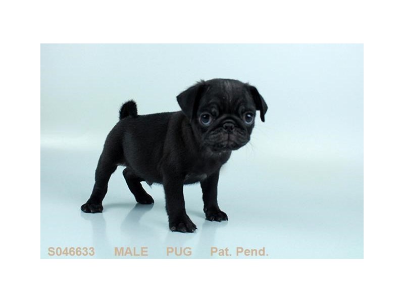 Pug