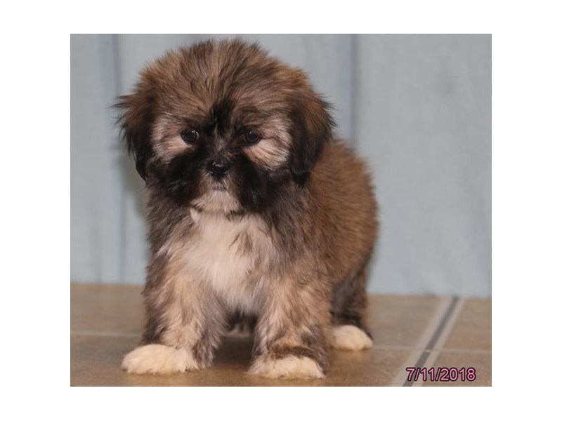 Lhasa Apso