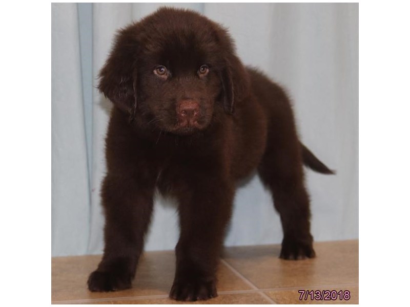 Newfoundland