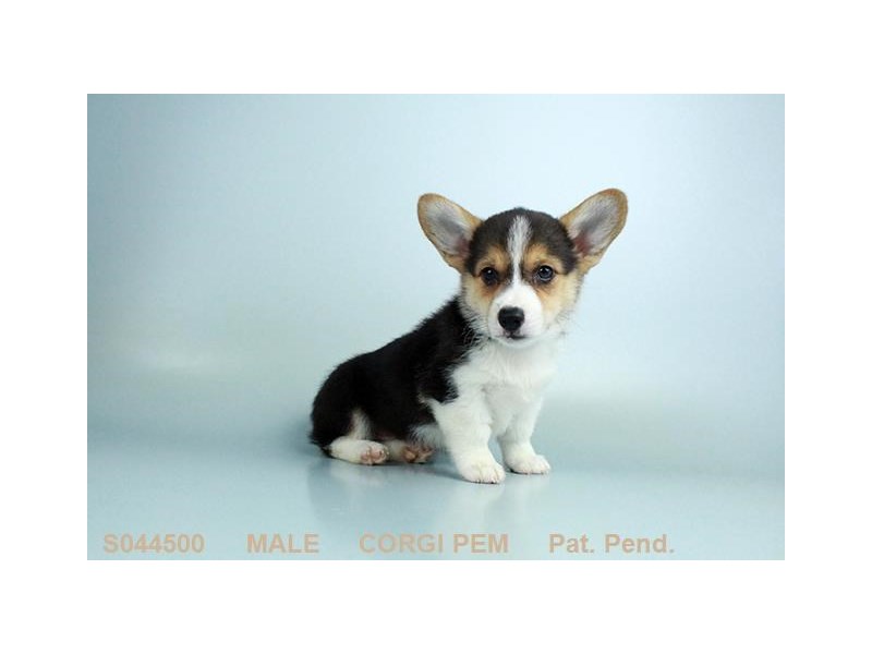 Pembroke Welsh Corgi