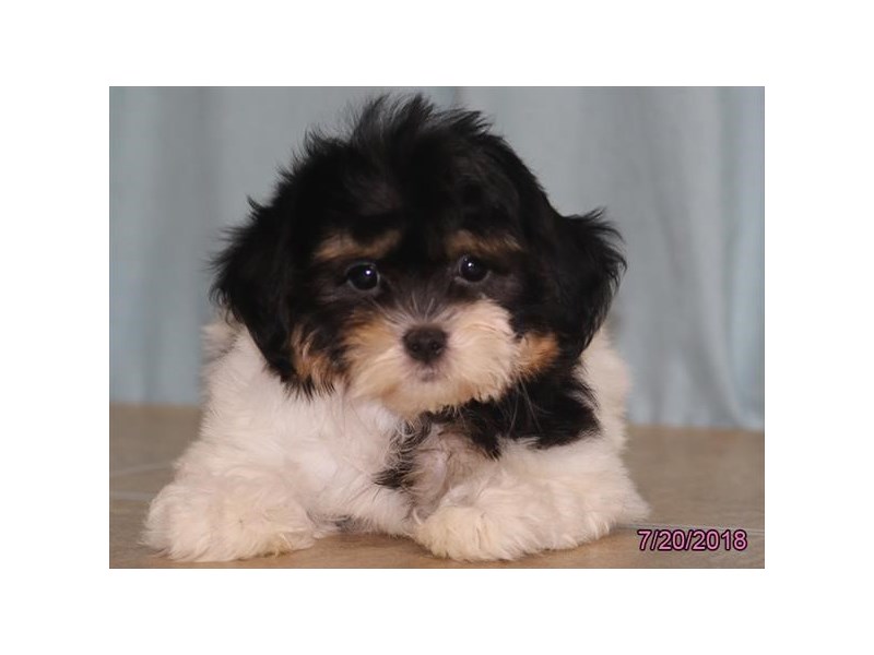 Shih Tzu/Bichon