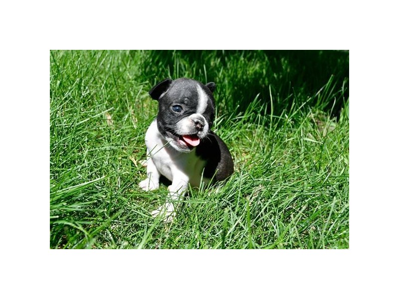 French Bulldog