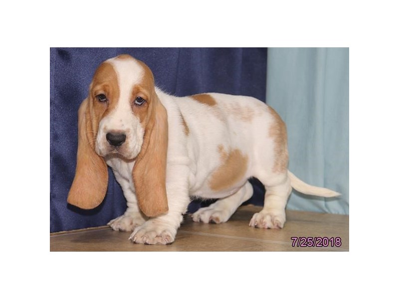 Basset Hound