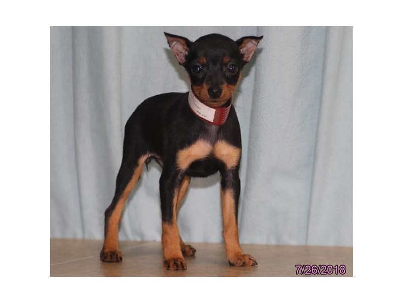 Miniature Pinscher
