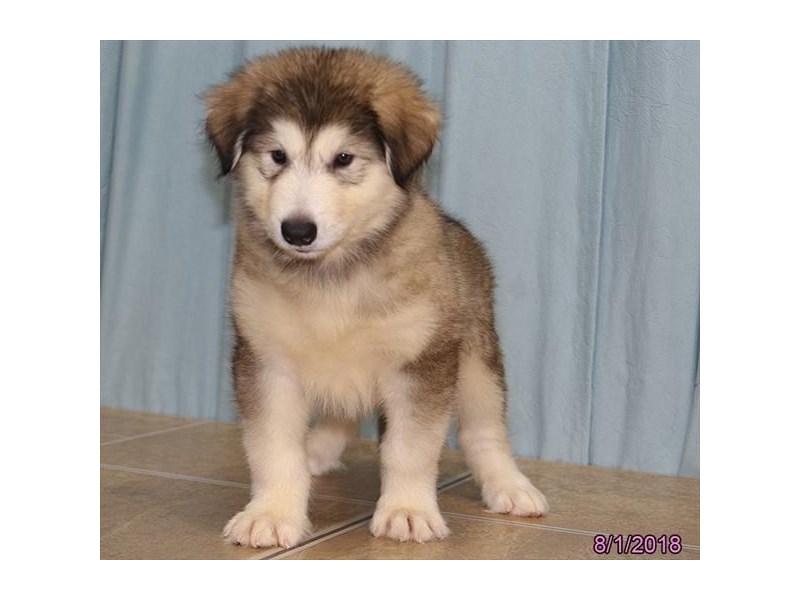 Alaskan Malamute