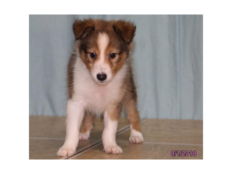 Shetland Sheepdog