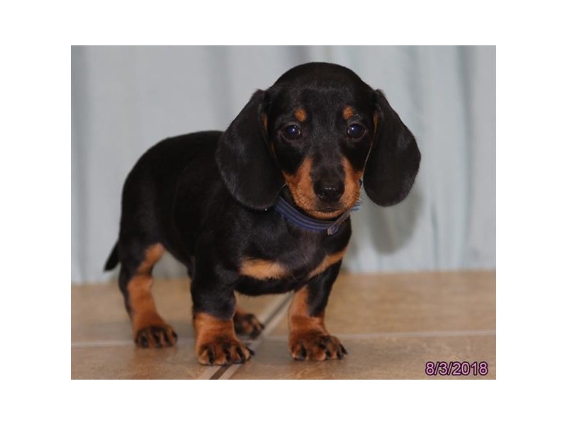 Dachshund