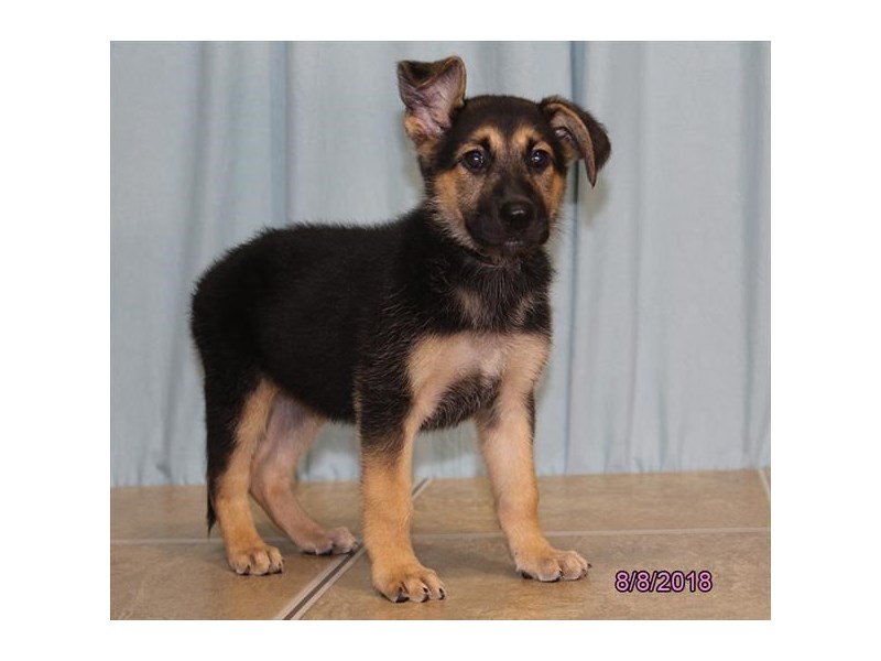 German Shepherd Dog