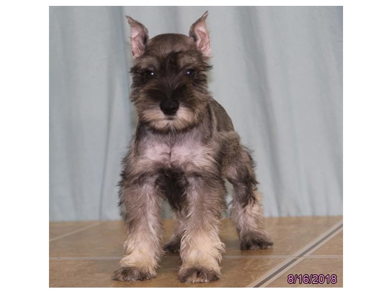 Miniature Schnauzer